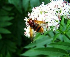 bee on a white flower of a green bush