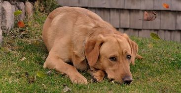 labrador lying on autumn leaves