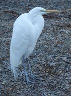 stunningly beautiful Egret Bird