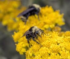 bees on lush yellow flowers close-up