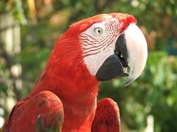 portrait of Beautiful and colorful parrot