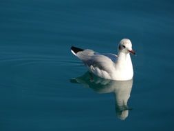 Seagull Swimming in Water portrait