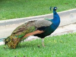 charmingly cute Ave Peacock