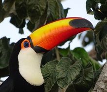 tucano in Brazil