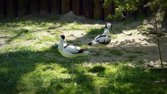 Picture of Avocet Birds