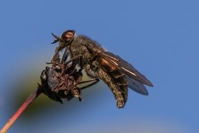 macro photo of insect on flower