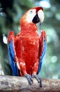 bright red parrot with blue wings