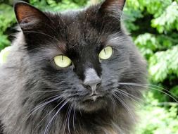 portrait of a black cat with light green eyes