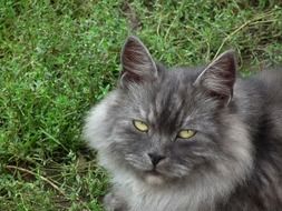 fluffy gray cat on the grass