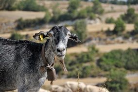 goat on a background of a hill with plants