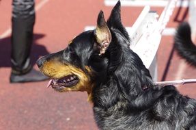 The Beauceron is imposing and powerful