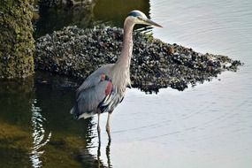 blue heron stands in the water, canada, british columbia, vancouver