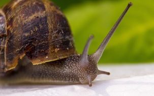 beautiful and cute Snail Animal