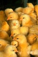 charming Baby Chickens