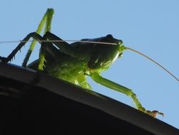 grasshopper on the roof
