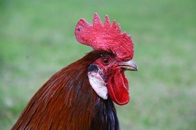 Head of cock