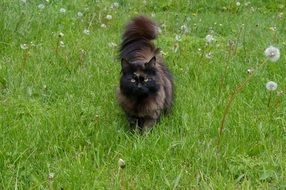 black cat walks on green grass with dandelions
