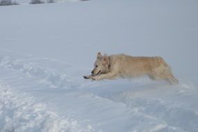 Golden Retriever and snow