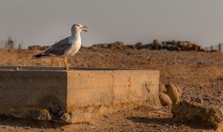 a seagull stands on wooden boards in Italy