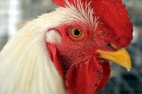 Portrait of the rooster