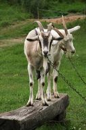 Goats in the village in Poland
