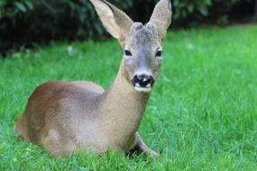 portrait of Roe deer is lying on the grass