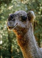 Camel Head on long Neck close up