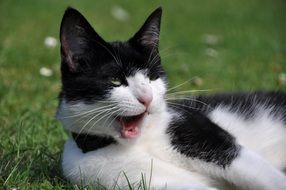 yawning black and white cat