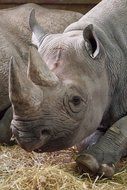 huge african rhinoceros