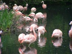 Flamingos Zoo