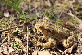 Toad on the ground