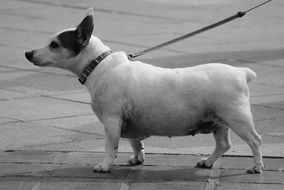 Jack Russel dog on a leash in black and white background