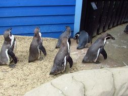 group of penguins, Zoo