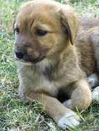 sweet young dog