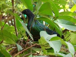 Beautiful and colorful pigeon in wildlife
