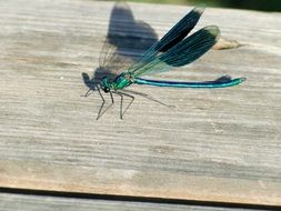 colourful Dragonfly Insect closeup