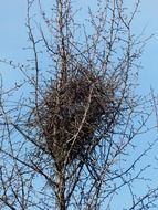 bird's nest Hatchery