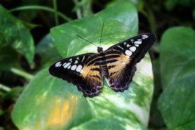 beautiful butterfly on the green leaf