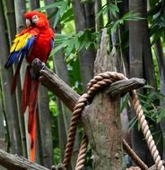 red macaw parrot in a rainforest