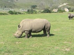 African Rhino in Safari