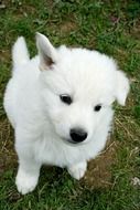 portrait of the white puppy