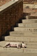 dog sleeps on the stairs