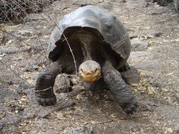 big turtle on galapagos, ecuador