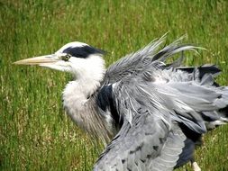 Grey,black and white heron