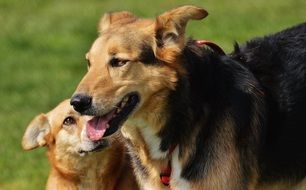 portrait of two hybrid dogs