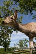 roe deer on a background of green trees