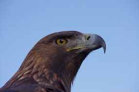 eagle with sharp beak