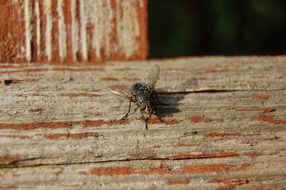 Insect on a tree close-up on blurred background