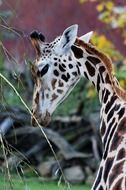 Portrait of young giraffe