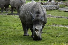 rhino grazes on green grass